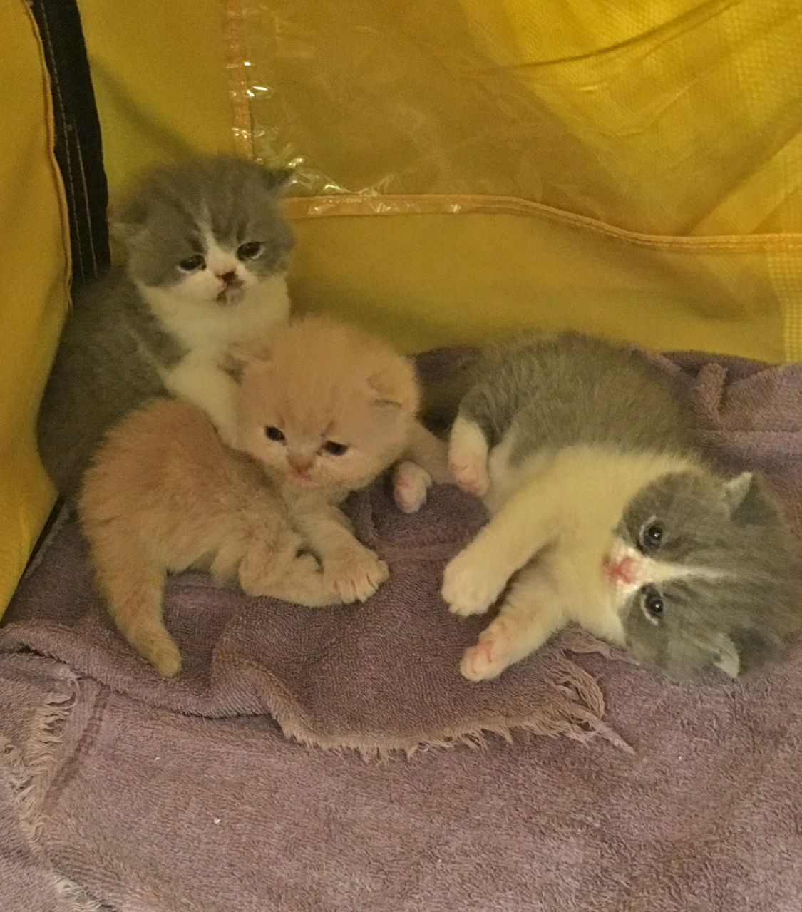 Kittens from June 30 2016 litter