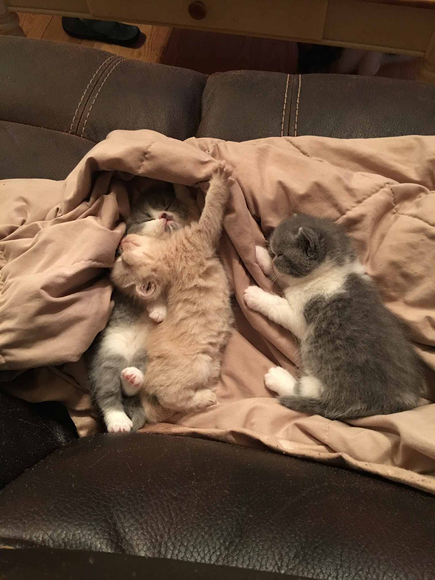 Kittens from June 30 2016 litter