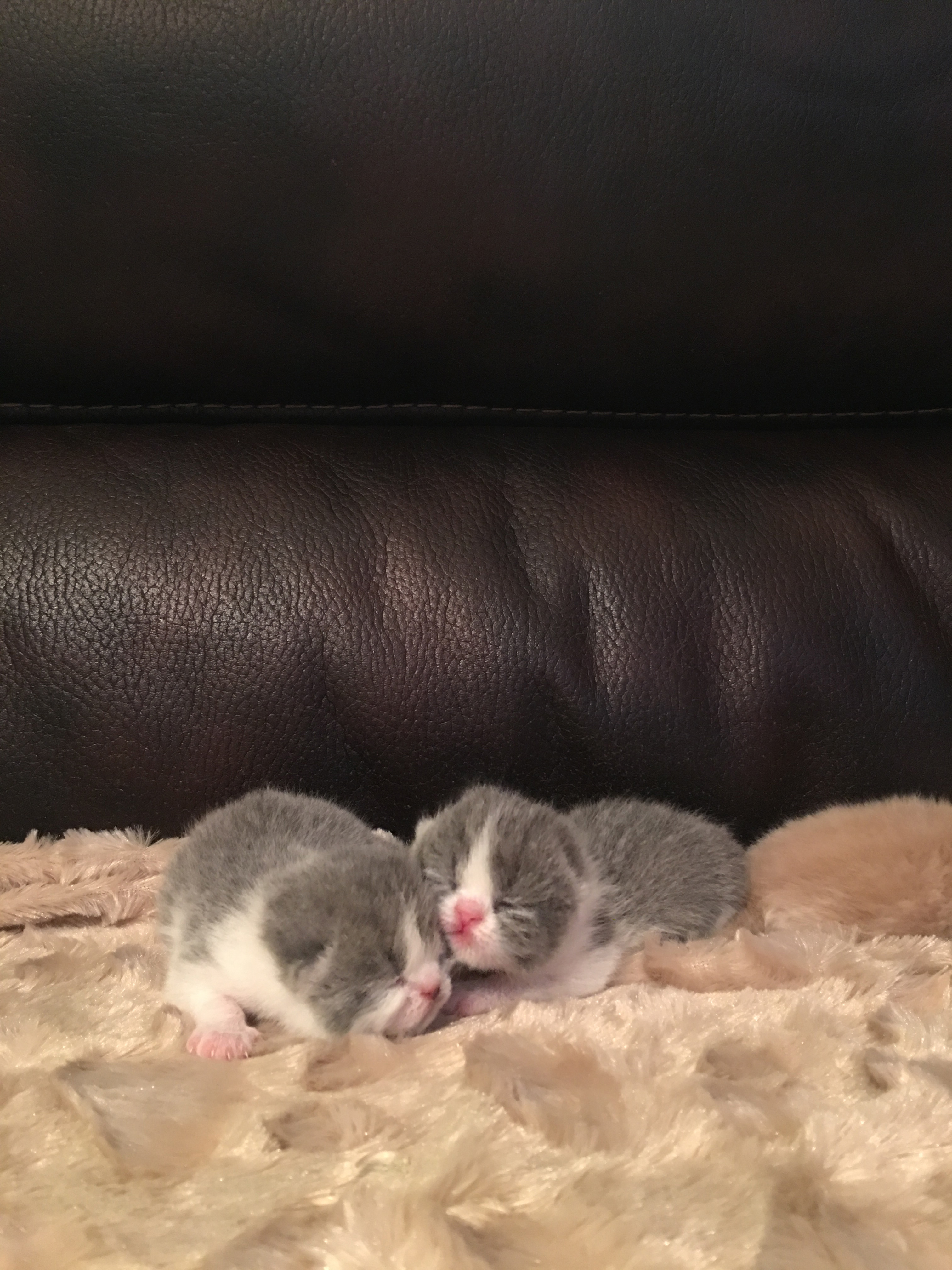 Kittens from june 30, 2016 Litter