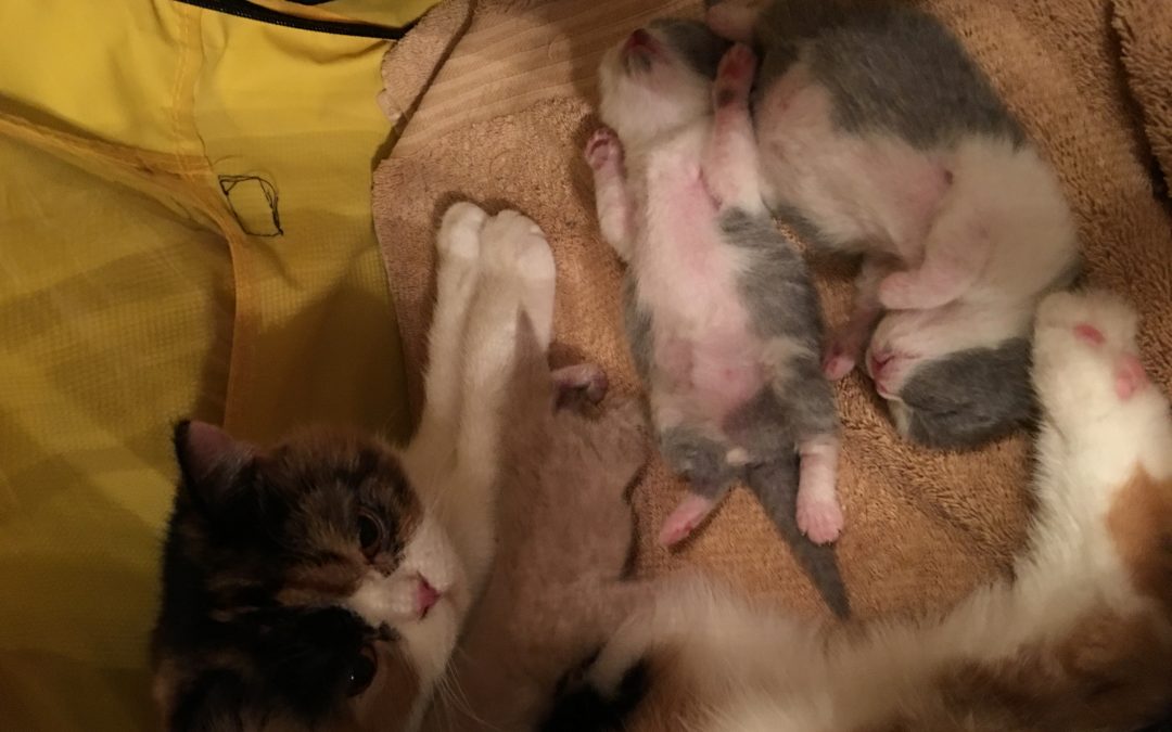 Kittens: June 30, 2016