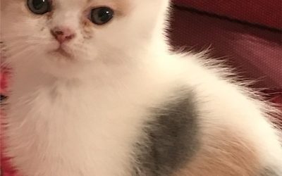 Della – ESH Dilute Calico Female – 1/22/2017 Litter – Kitten 3