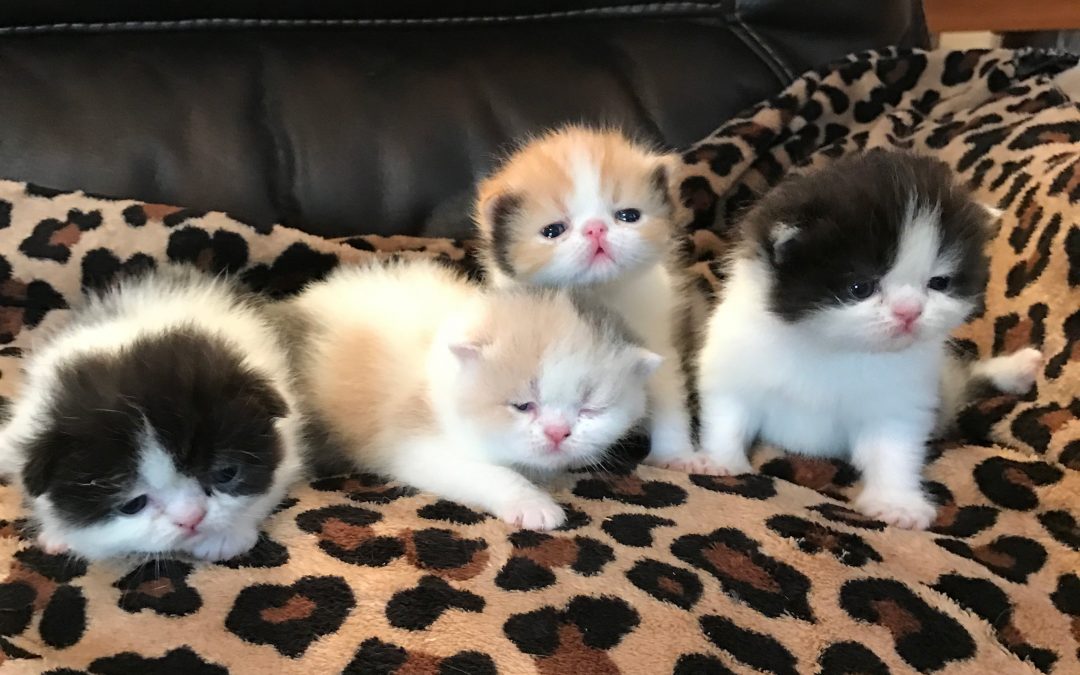 Kittens: January 22, 2017