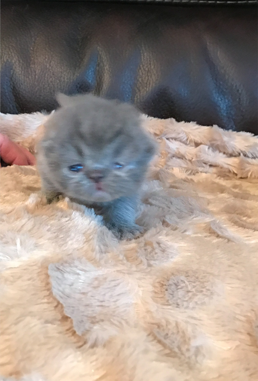 Munchkin Kitten 1 from January 22, 2017 Litter