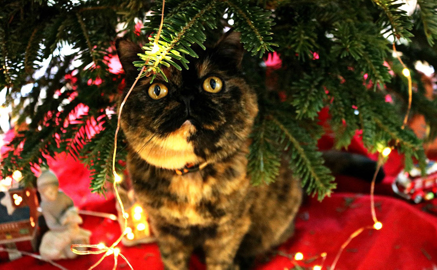 Under the Christmas tree