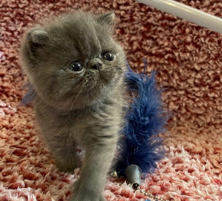 Kitten 1 – ESH Solid Blue Male – 1/8/21 Litter