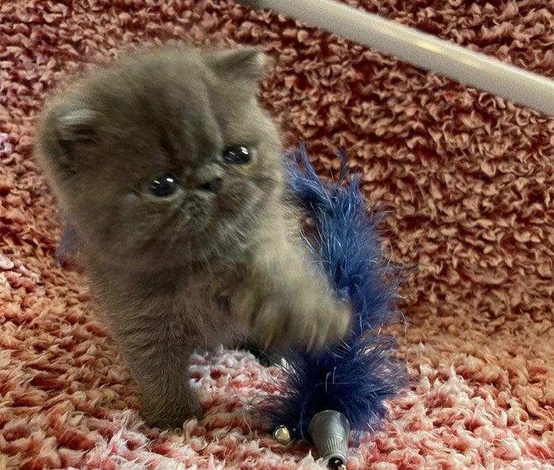 Kittens: January 8, 2021