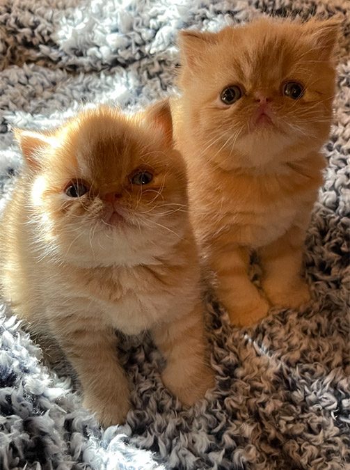 Kittens: December 20, 2020