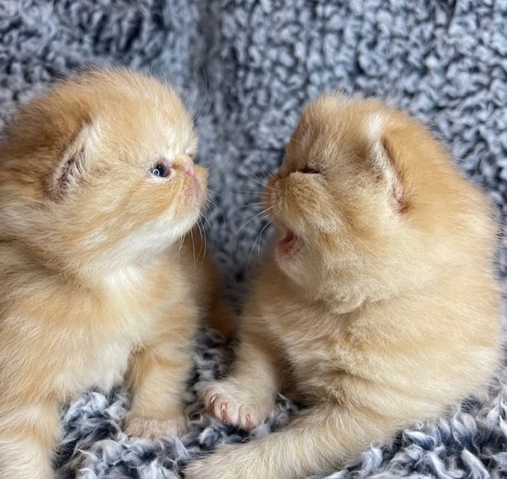 Kitten 2 – ESH Red Tabby Male – 12/20/20 Litter – Kitten 2